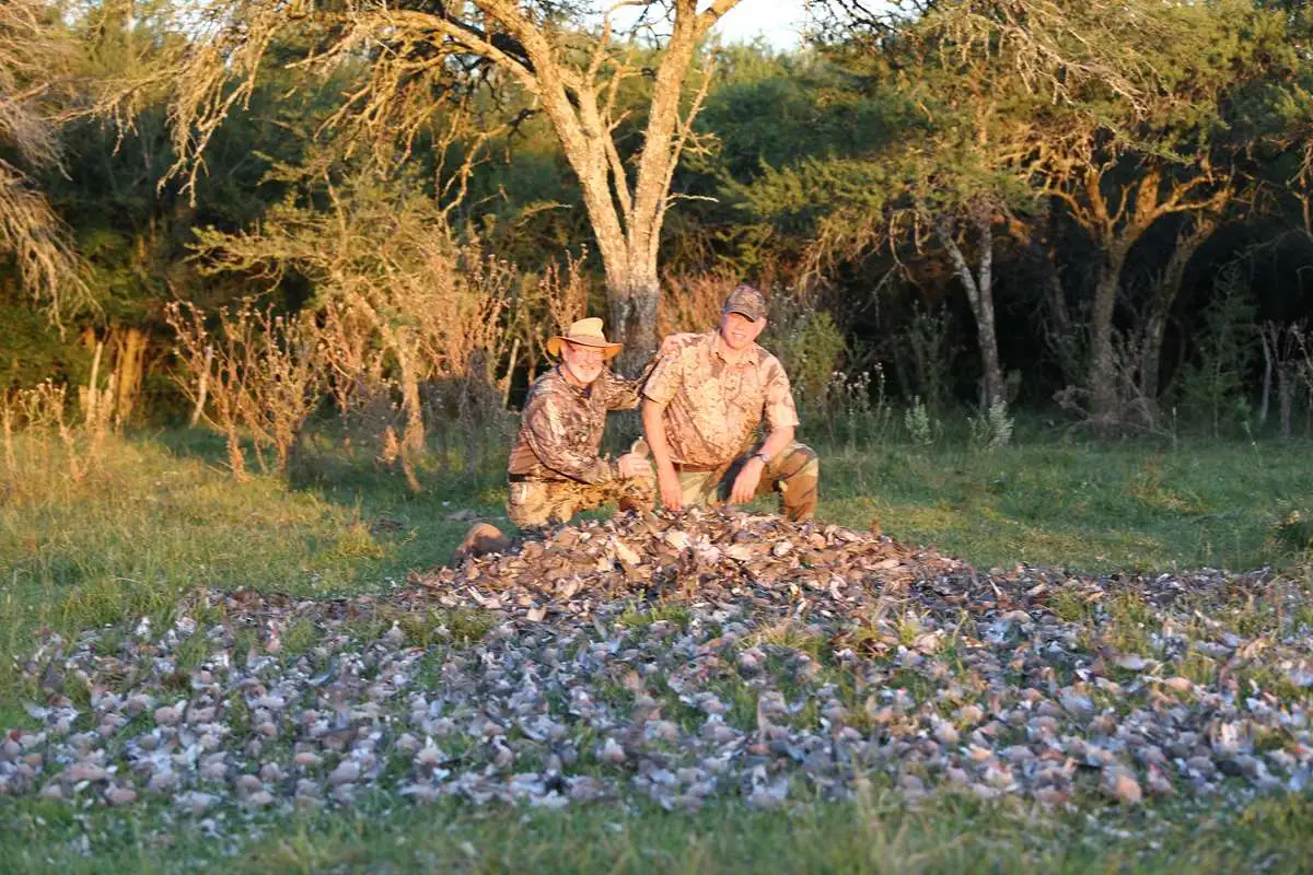 High volume dove shooting gallery image 3