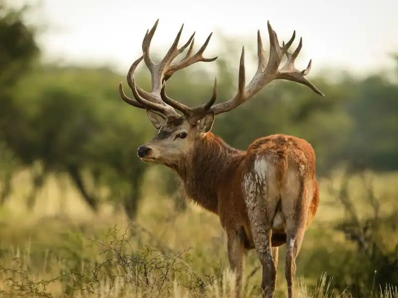 Red stag in the field