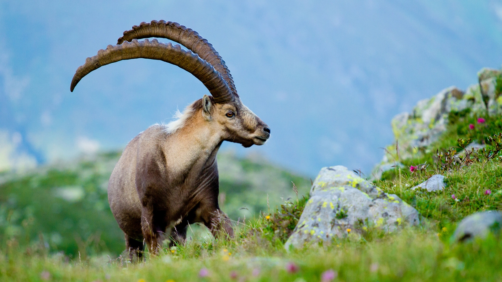 Alpine ibex on a rocky ridge