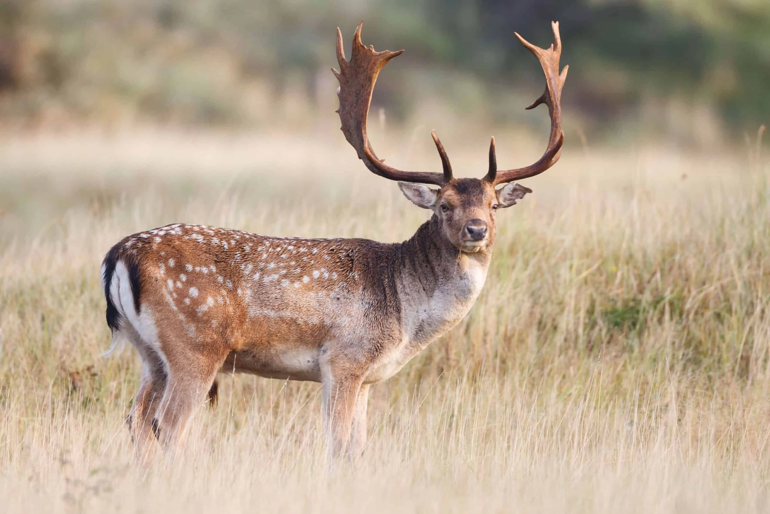 Fallow deer with palmated antlers