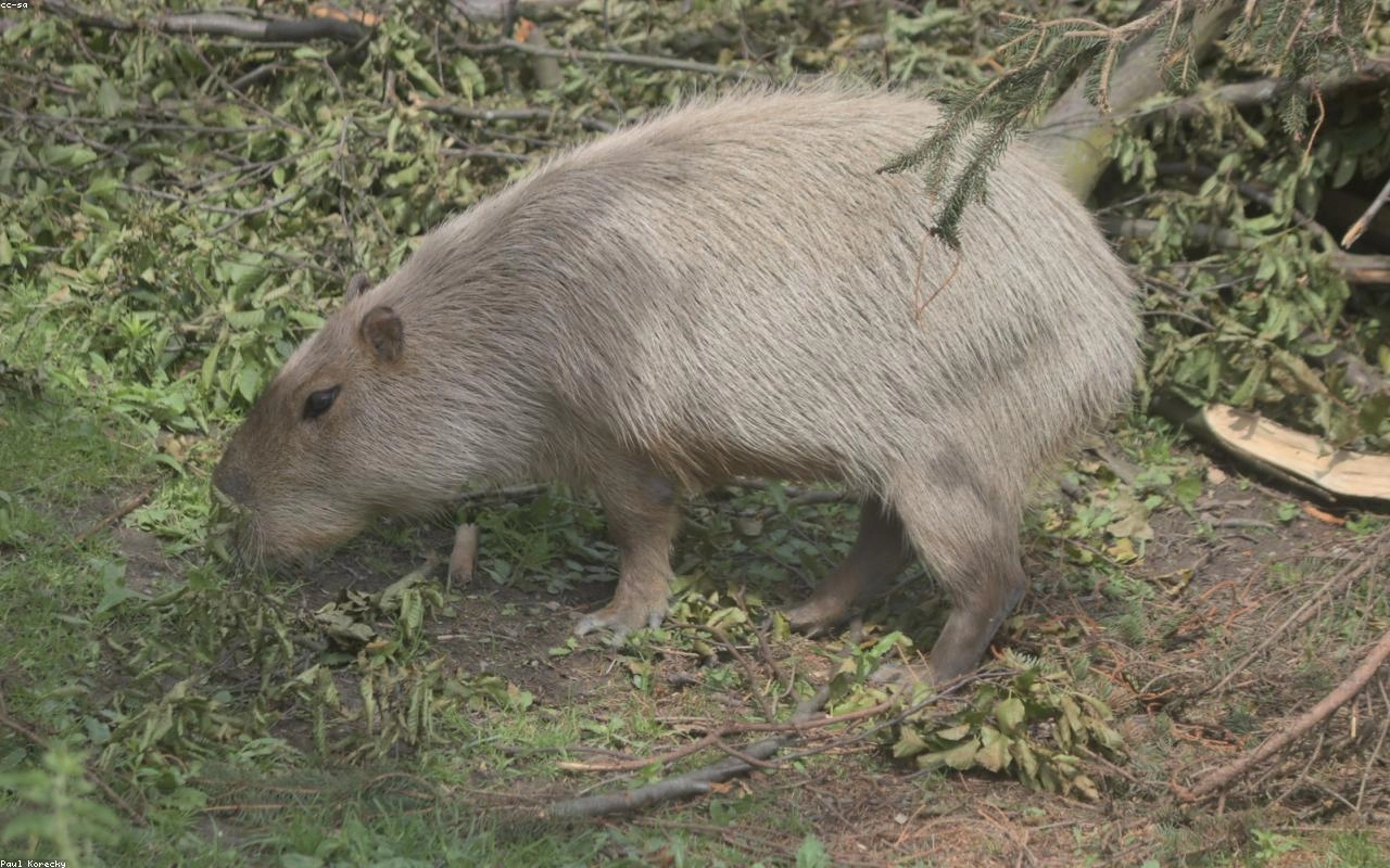 Capybara near water