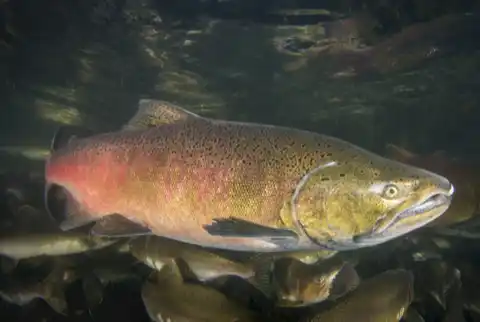 Chinook salmon fishing in Patagonia