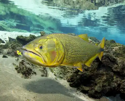 Golden Dorado fishing on the Uruguay River