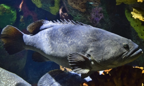 Grouper caught offshore
