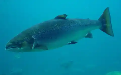 Sea salmon in the South Atlantic