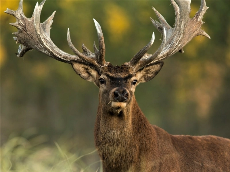 Red stag on open terrain