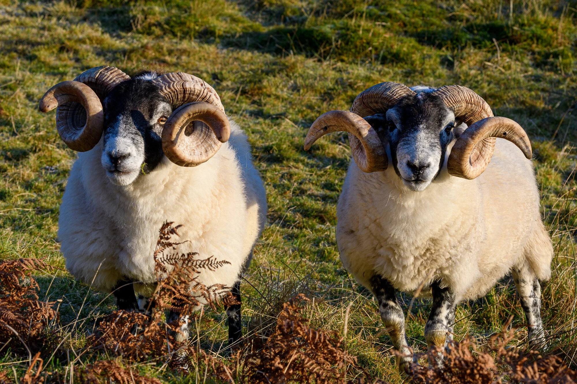 Scottish Blackface ram profile