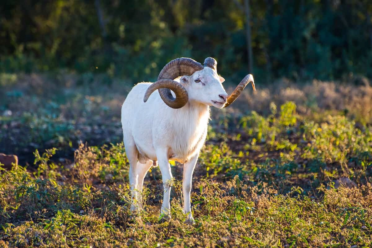 Texas Dall ram on ridgeline