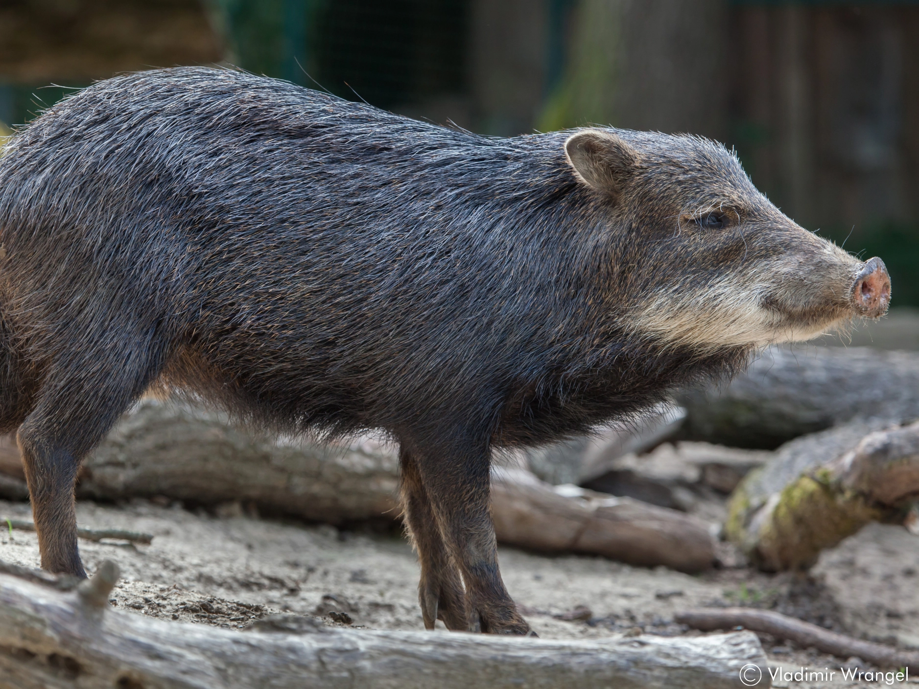 White lipped peccary in brush