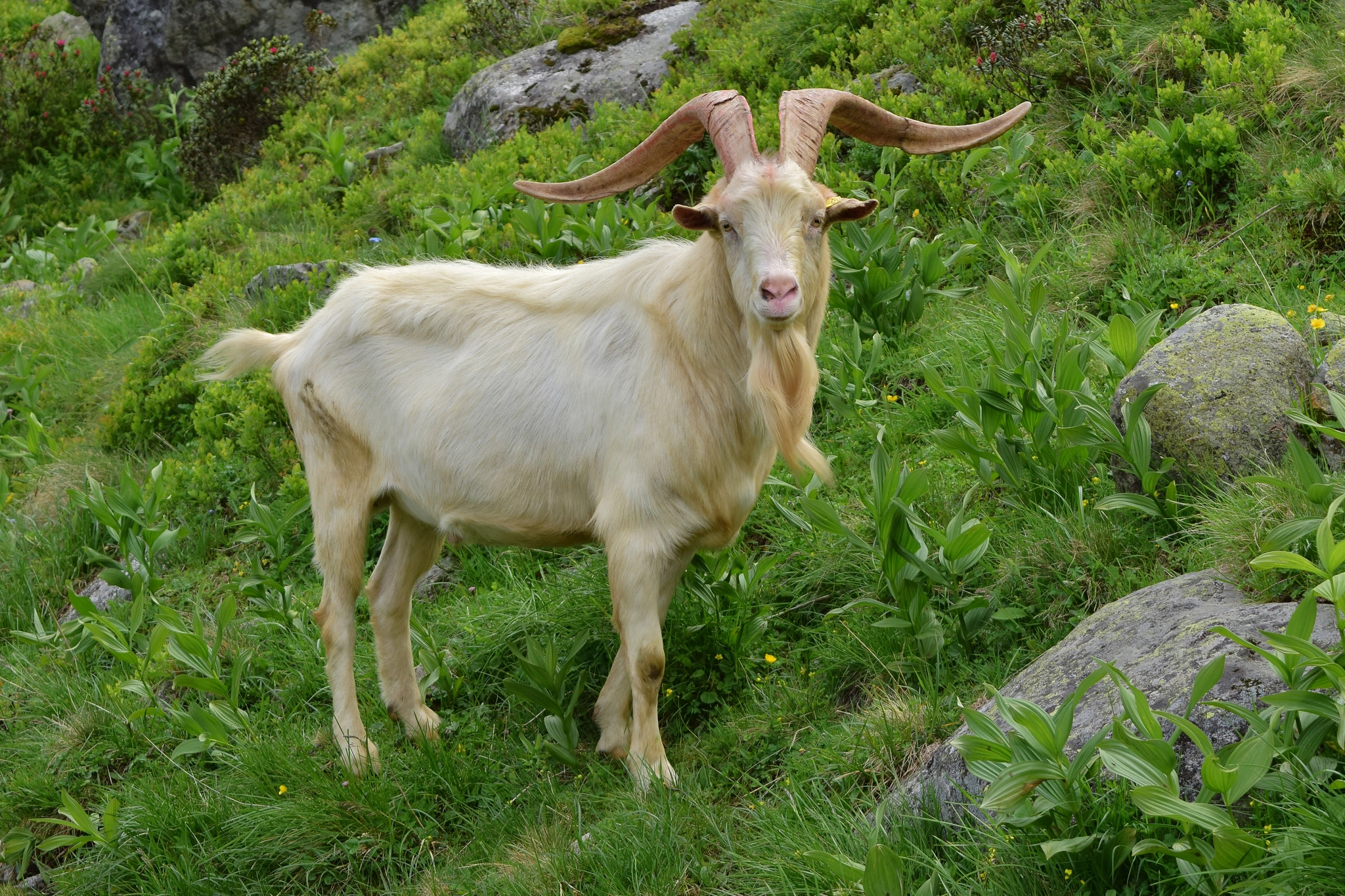 Wild goat on rocky ground